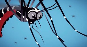 2020-05-27-moustique-tigre.jpg -
