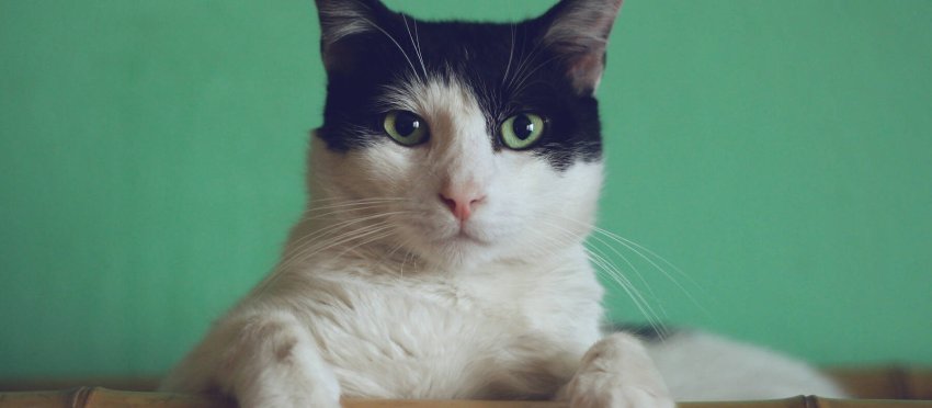chat.jpg -