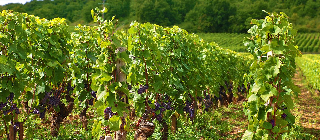 vineyard-france.jpg