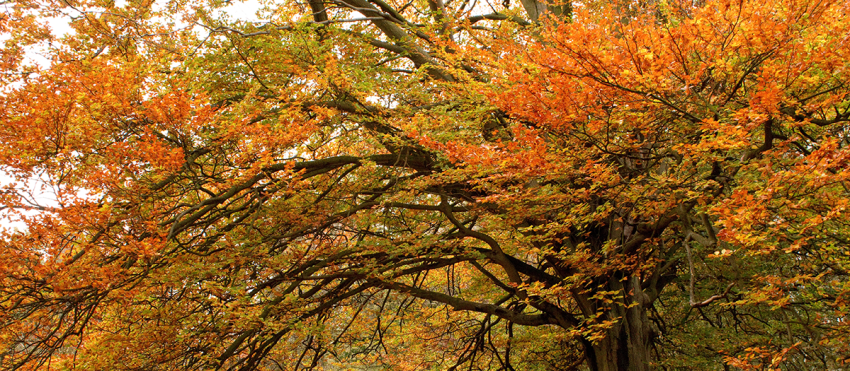 beautiful-shot-trees-with-colorful-leaves-autumn-forest.png -