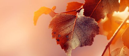 beautiful-autumn-leaves-autumn-red-background-sunny-daylight-horizontal-site.jpg -