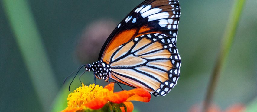 site-closeup-shot-beautiful-butterfly-with-interesting-textures-orange-petaled-flower.jpg -