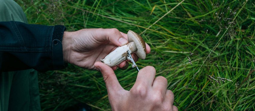 site-man-clean-fresh-wild-picked-mushrooms.jpg -