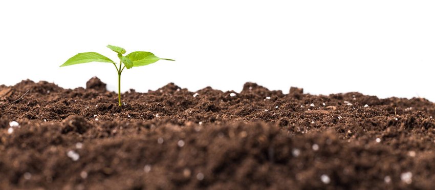 site-young-plant-isolated-white.jpg -