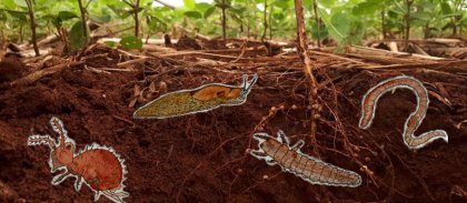 9ebb422527044acc19558b45f8703945b716cea5-site.jpg -