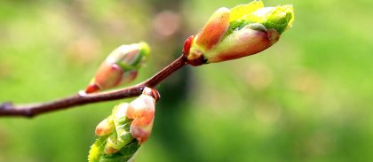 bourgeons-gemmotherapie-site.jpg -